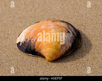 An Icelandic cyprine clam, Arctica islandica, found in the English ...