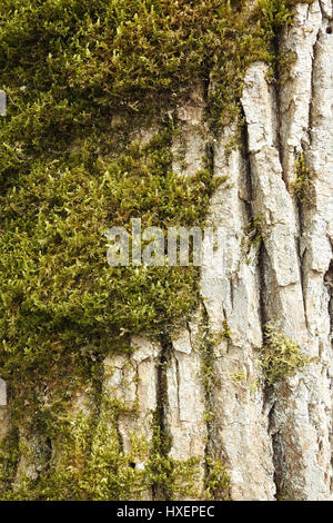 deeply lined & moss covered tree bark Stock Photo