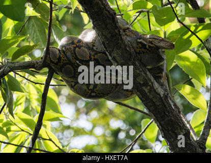 Burmese Python in the jungle, Ko Tarutao Island, Thailand Stock Photo