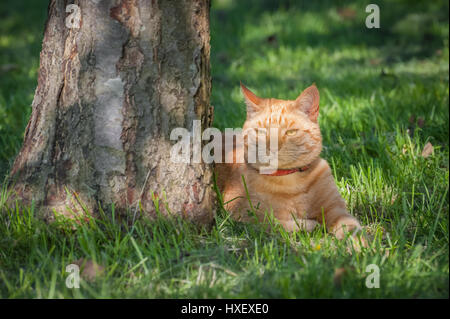 beautiful ginger cat chilled out in the shade of a tree Stock Photo