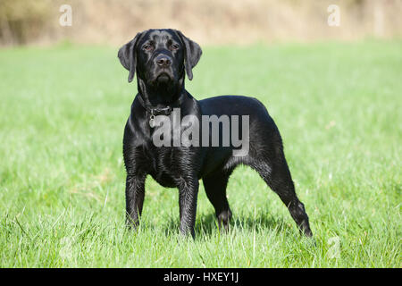 A 6 month old Black Labrador Retriever working dog photographed outside Stock Photo
