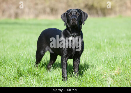 A 6 month old Black Labrador Retriever working dog photographed outside Stock Photo
