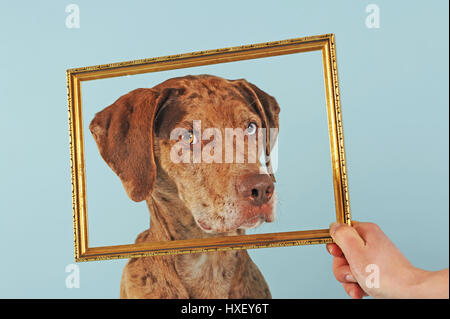 Catahoula Leopard Dog, red merle, looking through picture frame Stock Photo