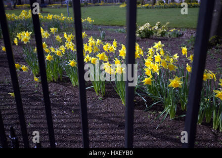 park daffodils railings Stock Photo