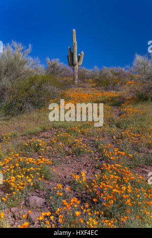 Mexican Gold poppies blooming in Peridot Mesa at the San Carlos Apache Reservation near Globe, Arizona, USA. Stock Photo