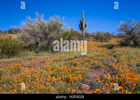 Mexican Gold poppies blooming in Peridot Mesa at the San Carlos Apache Reservation near Globe, Arizona, USA. Stock Photo