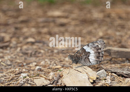 Rock Grayling (Hipparchia alcyone) is perfectly camouflaged in its surroundings. Stock Photo