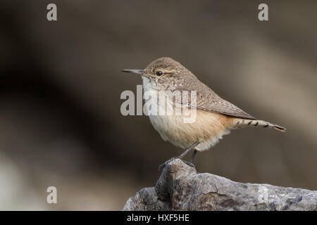 A friendly Rock Wren sits on a dead log while looking for insect prey. These bold birds are fun subjects and have energetic personalities. Stock Photo