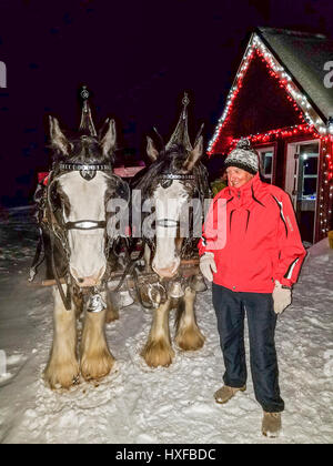 Checking out the Clydesdale horses that pull the sleigh to a yummy rustic/gourmet dinner at Big White Ski Resort in southern British Columbia, Canada Stock Photo