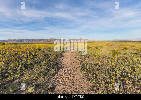 Mojave desert spring wildflowers near Amboy Crater in Southern California. Stock Photo