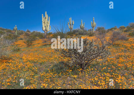 Mexican Gold poppies blooming in Peridot Mesa at the San Carlos Apache Reservation near Globe, Arizona, USA. Stock Photo