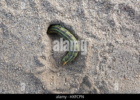 White-lined sphinx [hyles lineata] caterpillar burrowing in the sand, Southern California Stock Photo
