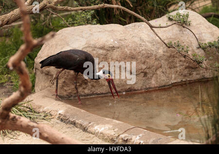 Storms stork called Ciconia stormi is found in Thailand, Sumatra and Borneo Stock Photo