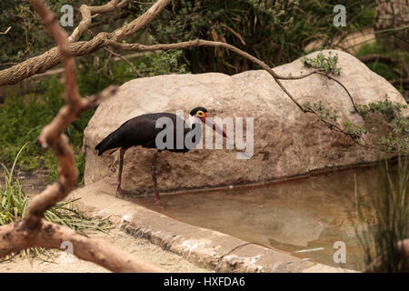 Storms stork called Ciconia stormi is found in Thailand, Sumatra and Borneo Stock Photo