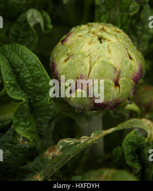 glossy green artichokes growing in vegetable patch Cynara cardunculus Stock Photo