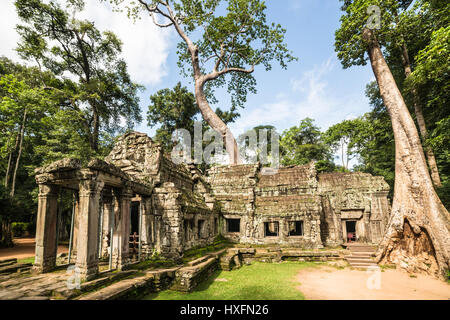 Famous Khmer Ta Prohm temple in the Angkor Wat complex in Siem Reap, Cambodia where nature merges with stones. Stock Photo