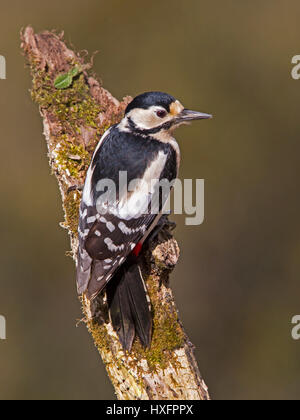 Female great spotted woodpecker perched on branch Stock Photo