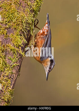 Male Eurasian nuthatch on tree trunk Stock Photo