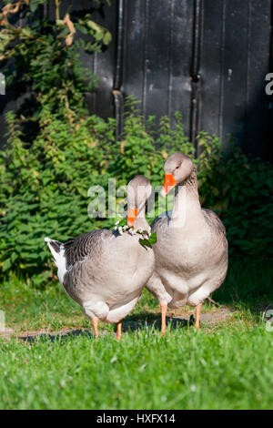 Domestic goose. Couple, female wearing flower wreath, male standing next to her. Germany Stock Photo