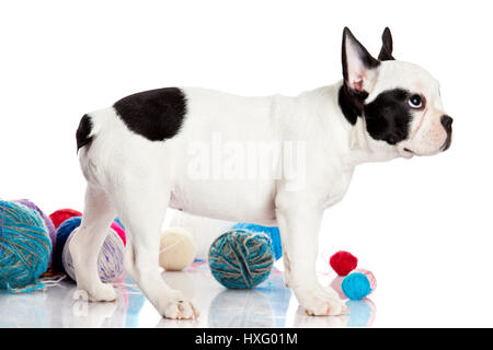 French Bulldog  puppy with a wool balls isolated on white background. Stock Photo