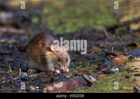 Brown Rat (Rattus norvegicus). Adult in an abandoned clay pit. Germany Stock Photo