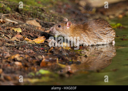 Brown Rat (Rattus norvegicus). Adult in an abandoned clay pit. Germany Stock Photo