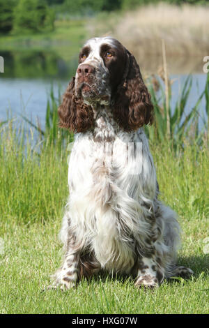 English Springer Spaniel. Adult male (3 years old) sitting next to a lake. Germany Stock Photo