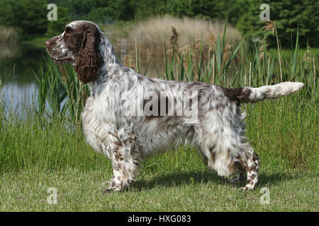English Springer Spaniel. Adult male (3 years old) standing next to a lake. Germany Stock Photo