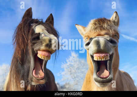 Norwegian Fjord Horse and Gypsy Vanner Horse. Portrait of mares in winter, yawning. Germany Stock Photo