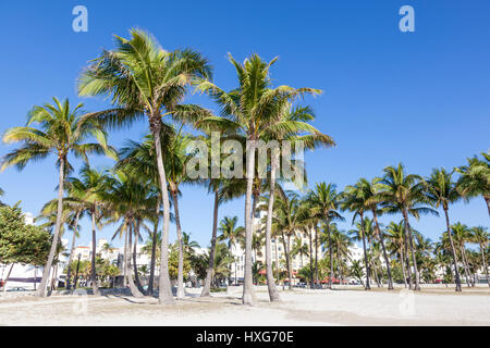 Coconut palm trees in Miami Beach. Florida, United States Stock Photo