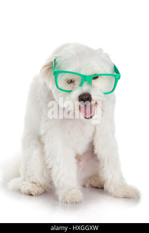 portrait of a dog in glasses. Funny white dog in glasses Stock Photo