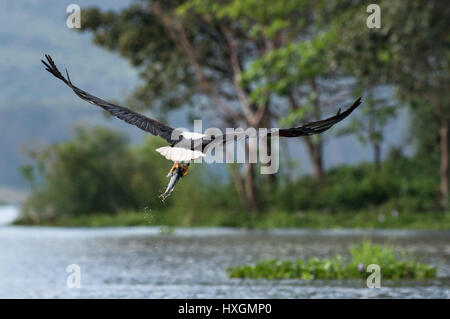 African fish eagle (Haliaeetus vocifer) flying away above water towards trees with fish in talons, Lake Naivasha, Kenya Stock Photo