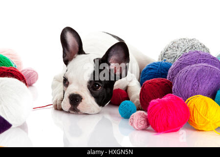 French Bulldog  puppy with a wool balls isolated on white background. Stock Photo