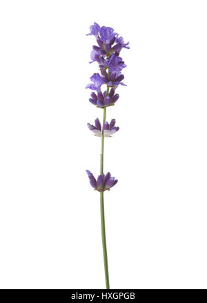 Sprig of lavender  isolated on white background Stock Photo