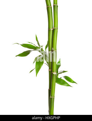 Branches of bamboo isolated on white background. Stock Photo