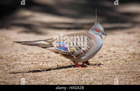 Cested pigeon Ocyphaps lophotes feeding at ground level in South Western Australia Stock Photo