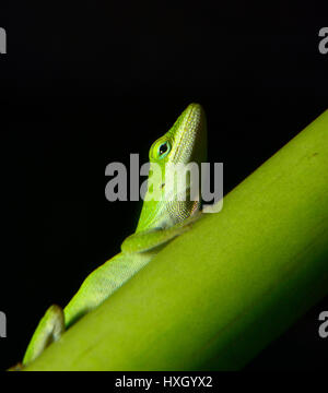 Green Chameleon Stock Photo