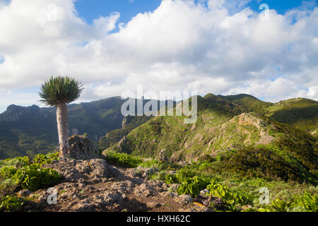 A lone dragon tree high up on the Tafage summit near the village of Chamorga, Tenerife, Spain. Stock Photo