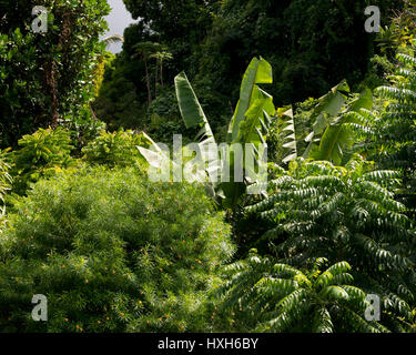 Detail des tropischen Dschungels auf der Insel Mahé, Seychellen, Indischer Ozean Stock Photo