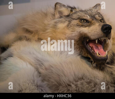 Gray wolf with open mouth Stock Photo