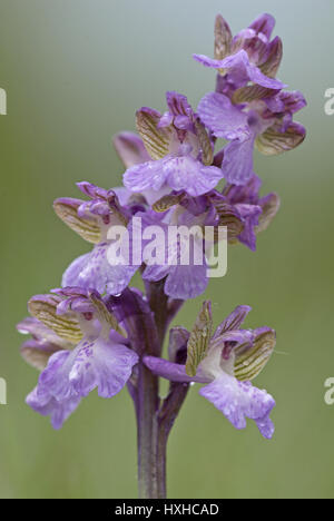 Green-winged orchid in bloom (Anacamptis morio) covered by hoar frost close-up. Helmet-shaped flowers. Stock Photo