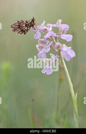Green-winged orchid in bloom in meadow habitat with a weaver's fritillary sitting on top. Light pink inflorescence. Stock Photo