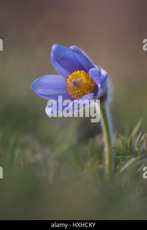 Greater pasque flower (Pulsatilla grandis), an early-spring flowering plant that grows on calcium-rich soil in dry grasslands. Stock Photo