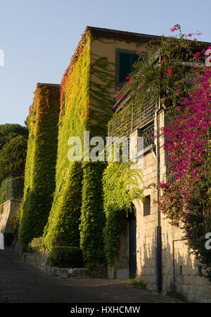 Colorful leaves on house walls - Walls of house in Naples covered with colored leaves lit by sunshine. Stock Photo