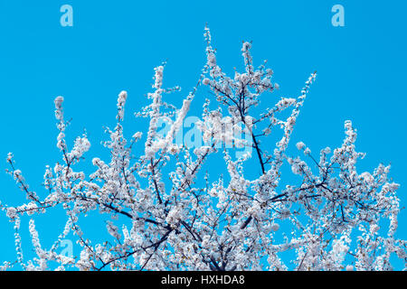 White cherry flowers in bloom over spring light-blue sky in sunny day Stock Photo