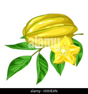 Star fruit carambola isolated on white background. Illustration of tropical plant Stock Vector