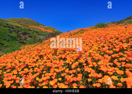 Poppies, Chino Hills State Park, California, USA Stock Photo