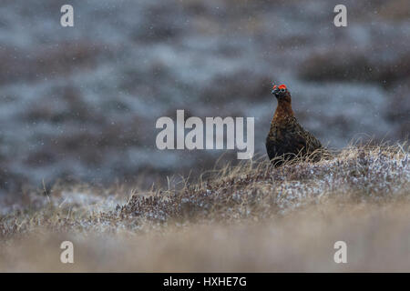Male Red Grouse in the Snow - Cairngorms National Park, Scotland, UK Stock Photo