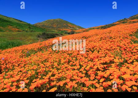 Poppies, Chino Hills State Park, California, USA Stock Photo