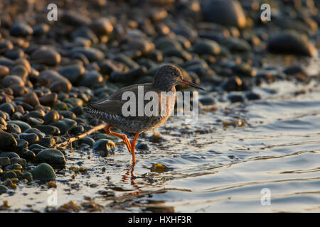 A Common Redshank (Tringa totanus) searching for food at waters edge in morning sun, Rye Harbour nature reserve, East Sussex, UK Stock Photo